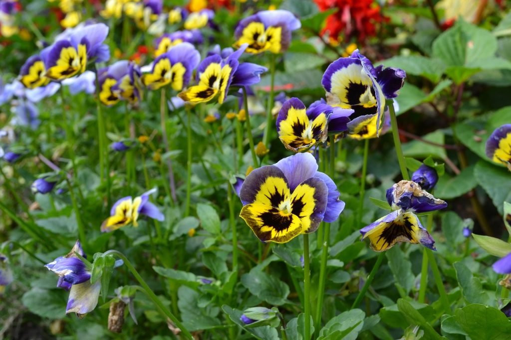 purple yellow flowers, guandu buddhist temple, taipei-3487865.jpg