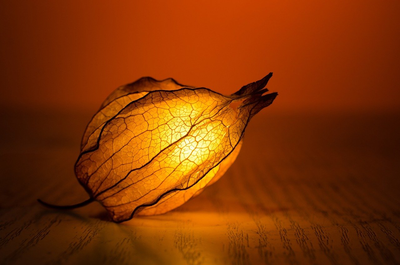 light, glow, leaf-1853025.jpg